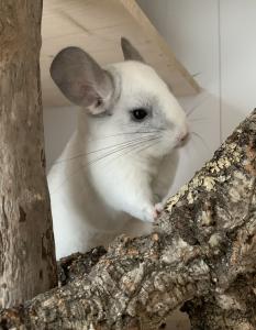 Chinchilla Mädels abzugeben