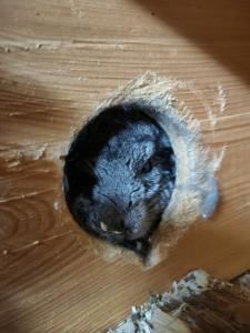 Gutes zuhause für Chinchilla Männchen gesucht