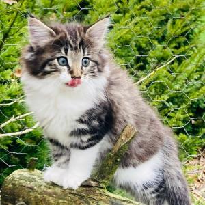 Norwegische Waldkatze Kitten weiblich #Mädchen mit Stammbaum, ab Anfang Dezember Sind die Koffer ge