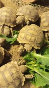 Spornschildkröte Sulcata 70,-€