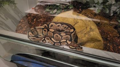 2 Königsnatter Königs natter Nattern pärchen mit Terrarium suchen dringend ein Zuhause