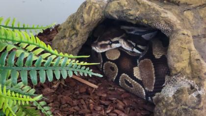 2 Königsnatter Königs natter Nattern pärchen mit Terrarium suchen dringend ein Zuhause