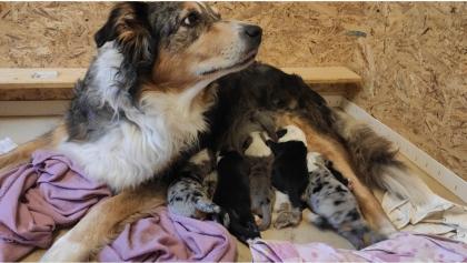 Australian Shepherd Welpen