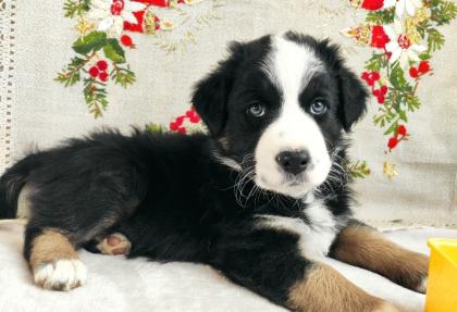 Australian Shepherd Welpen