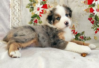 Australian Shepherd Welpen