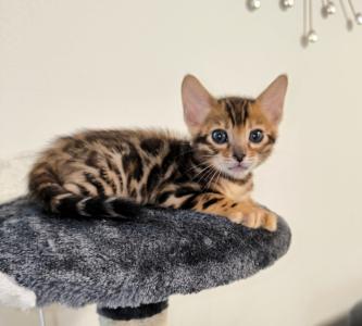 Bengal kitten