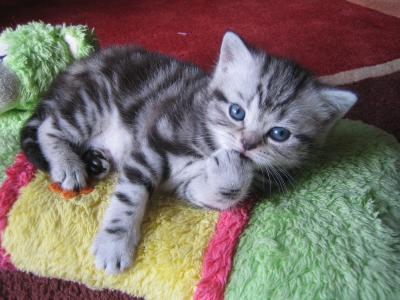 BKH Britisch Kurzhaar Kitten silber tabby Whiskas mit Stammbaum