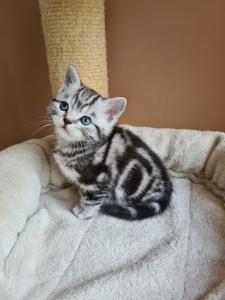 BKH Britisch Kurzhaar Kitten silber tabby Whiskas mit Stammbaum