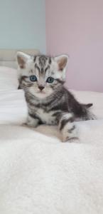 BKH Britisch Kurzhaar Kitten silber tabby Whiskas mit Stammbaum