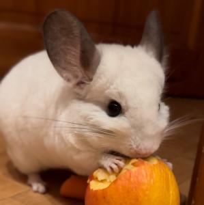 *reserviert* Chinchilla Weibchen sucht Anschluss