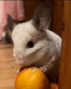 *reserviert* Chinchilla Weibchen sucht Anschluss