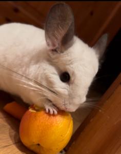 *reserviert* Chinchilla Weibchen sucht Anschluss