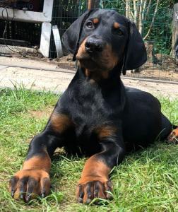 Dobermann-Welpen – reinrassig mit Papieren und Ahnentafel