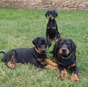 Dobermann-Welpen – reinrassig mit Papieren und Ahnentafel