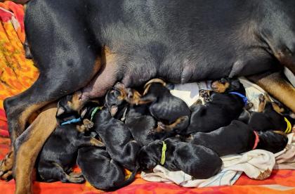 Dobermann-Welpen – reinrassig mit Papieren und Ahnentafel