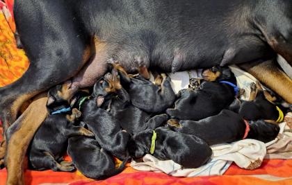 Dobermann-Welpen – reinrassig mit Papieren und Ahnentafel