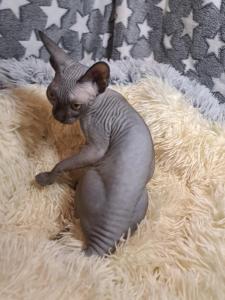 Fay und Freya – zwei bezaubernde Sphynx-Mädchen.