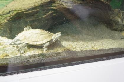 Höckerschildkröte abzugeben, komplett mit Aquarium und allem Zubehör