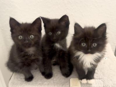 Maine Coon mix Kitten/Babys zu verkaufen