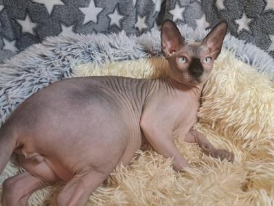 Deam Nyx – Ein außergewöhnlicher Kanadischer Sphynx-Kater sucht ein liebevolles neues Zuhause!