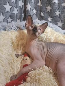 Deam Nyx – Ein außergewöhnlicher Kanadischer Sphynx-Kater sucht ein liebevolles neues Zuhause!