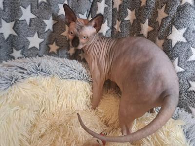 Deam Nyx – Ein außergewöhnlicher Kanadischer Sphynx-Kater sucht ein liebevolles neues Zuhause!