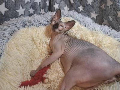 Deam Nyx – Ein außergewöhnlicher Kanadischer Sphynx-Kater sucht ein liebevolles neues Zuhause!