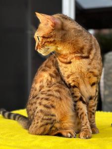 Wunderschöne kerngesunde Bengalkatze sucht neues liebevolles Zuhause