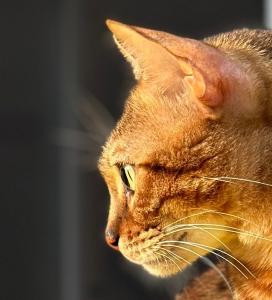 Wunderschöne kerngesunde Bengalkatze sucht neues liebevolles Zuhause