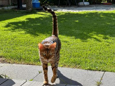 Wunderschöne kerngesunde Bengalkatze sucht neues liebevolles Zuhause