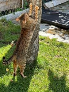 Wunderschöne kerngesunde Bengalkatze sucht neues liebevolles Zuhause