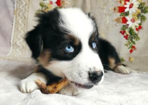 Australian Shepherd Welpen