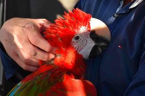 Dunkelroter Arajunge - Handzahmes Jungtier sucht liebevolles Zuhause