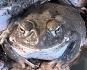 Bufo (Incilius) Alvarius Nachzuchten aus Deutschland, 150 €