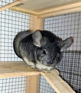 2 Chinchilla Männchen ca. 8 Monate alt, mit großem Käfig (fast neu) und Zubehör