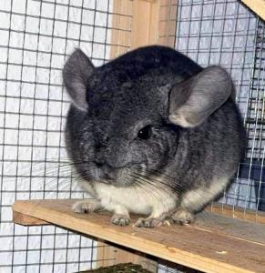 2 Chinchilla Männchen ca. 8 Monate alt, mit großem Käfig (fast neu) und Zubehör