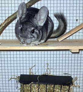 2 Chinchilla Männchen ca. 8 Monate alt, mit großem Käfig (fast neu) und Zubehör