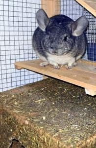 2 Chinchilla Männchen ca. 8 Monate alt, mit großem Käfig (fast neu) und Zubehör