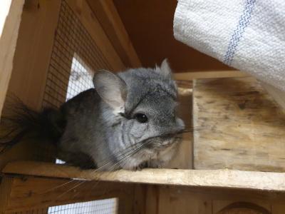 Angora-Chinchilla sucht ein liebevolles neues Zuhause