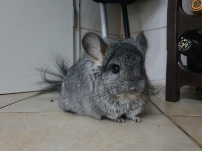 Angora-Chinchilla sucht ein liebevolles neues Zuhause