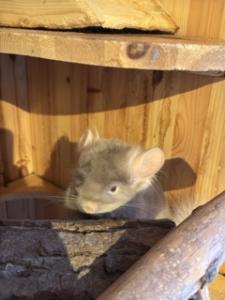 Drei Chinchilla inklusive Stall