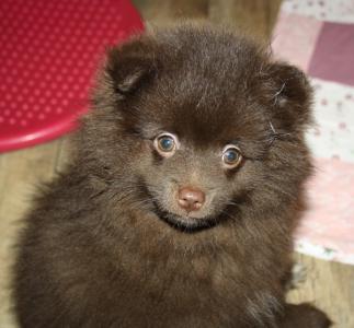 Hübsche Pomchi Zwergspitz Kleinspitz Welpen  in schoko und creme  !