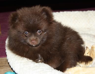 Hübsche Pomchi Zwergspitz Kleinspitz Welpen  in schoko und creme  !