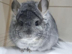 Angora-Chinchilla sucht ein liebevolles neues Zuhause