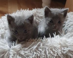 Russisch Blau Kitten (2 Männchen verfügbar)