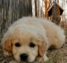 Golden Retriever Welpen