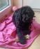 Labradoodle, Labrador x Pudel, F1