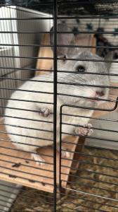 2 Chinchilla Weibchen