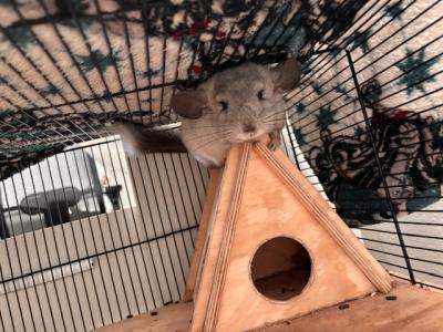 2 Chinchilla Weibchen