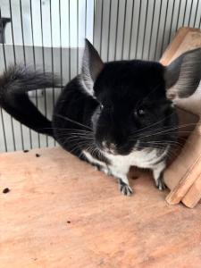 2 Chinchilla Weibchen